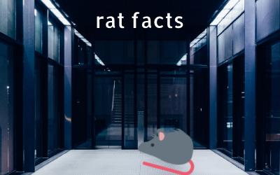 NodeJS Discord Bot Delivers rat content